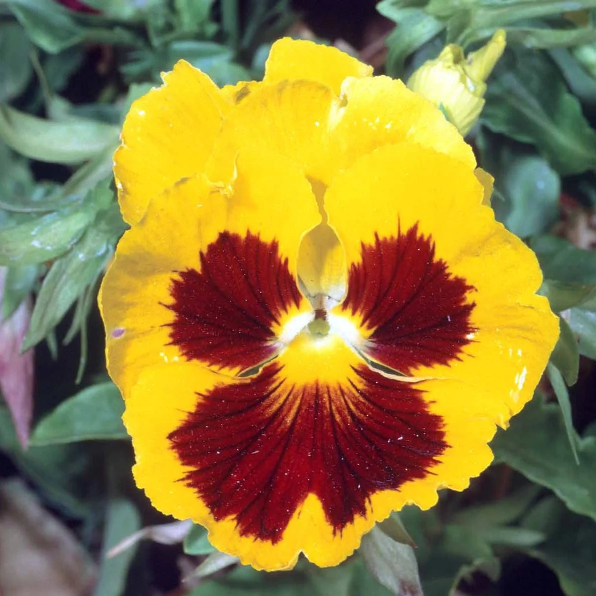 Pansy Flower Seeds – Heirloom Non-GMO Seeds for Colorful and Cool-Season Garden Planting