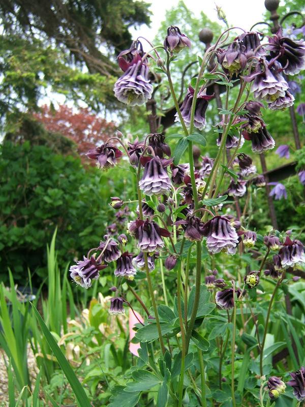 Heirloom Non-GMO Aquilegia Columbine Flower Seeds for Planting – Elegant Perennial Garden Blooms
