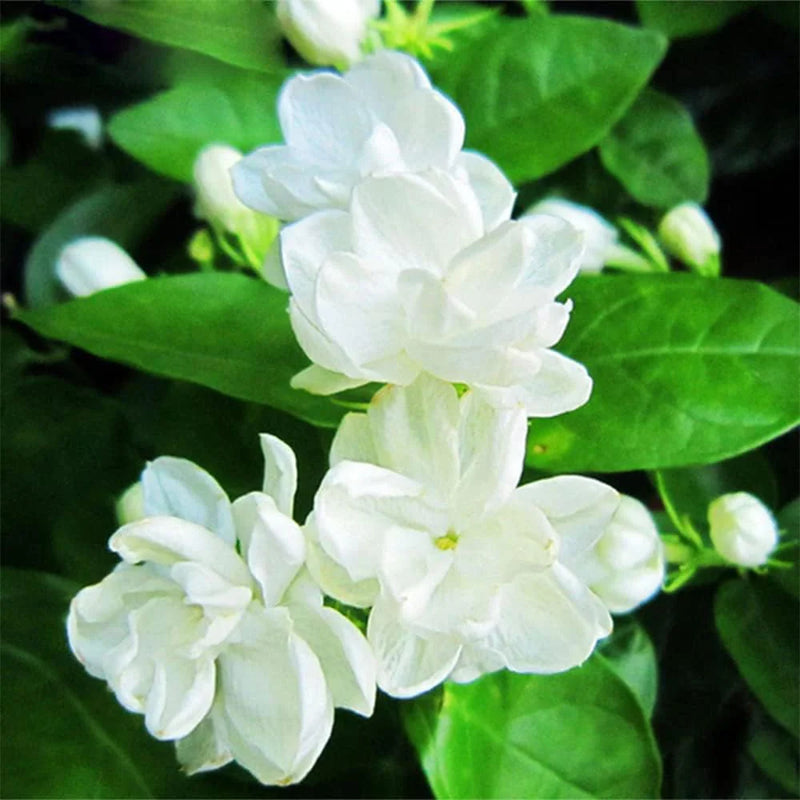 Heirloom Non-GMO Jasminoids Flower Seeds for Planting – Fragrant Blooms for Home and Garden Decor