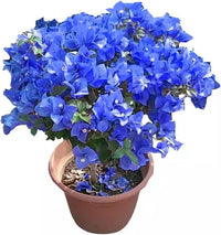 Organic Heirloom Non-GMO Blue Bougainvillea Seeds for Planting â€“ Climbing Vine Flowers
