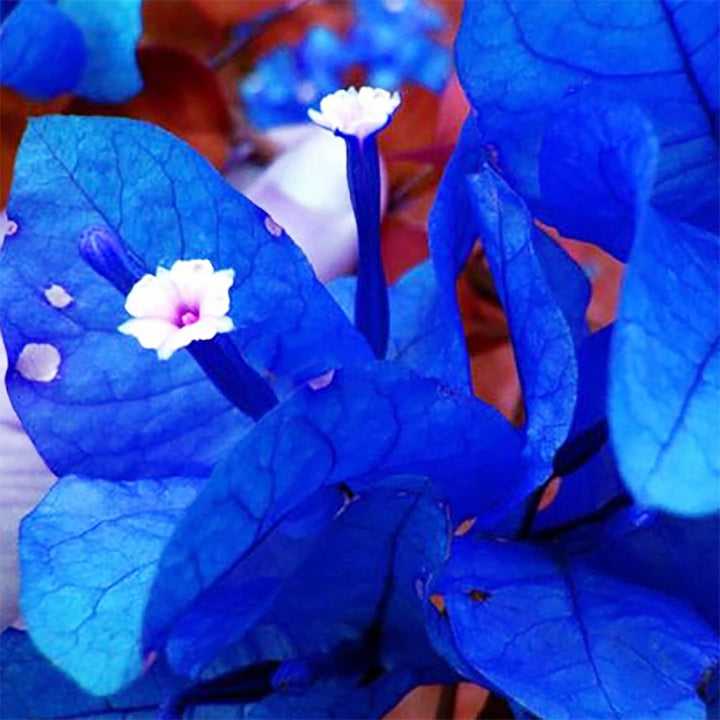 Organic Heirloom Non-GMO Blue Bougainvillea Seeds for Planting â€“ Climbing Vine Flowers