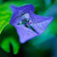 Organic Heirloom Non-GMO Blue Bougainvillea Seeds for Planting â€“ Climbing Vine Flowers