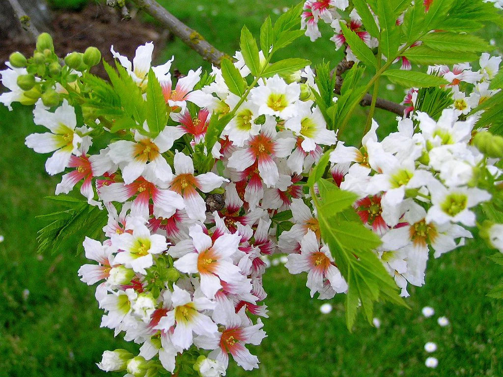 Yellowhorn Xanthoceras Sorbifolium Seeds for Planting