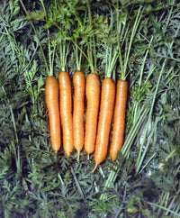 Little Finger Carrot Seeds for Planting heirloom & Non-GMO Seeds