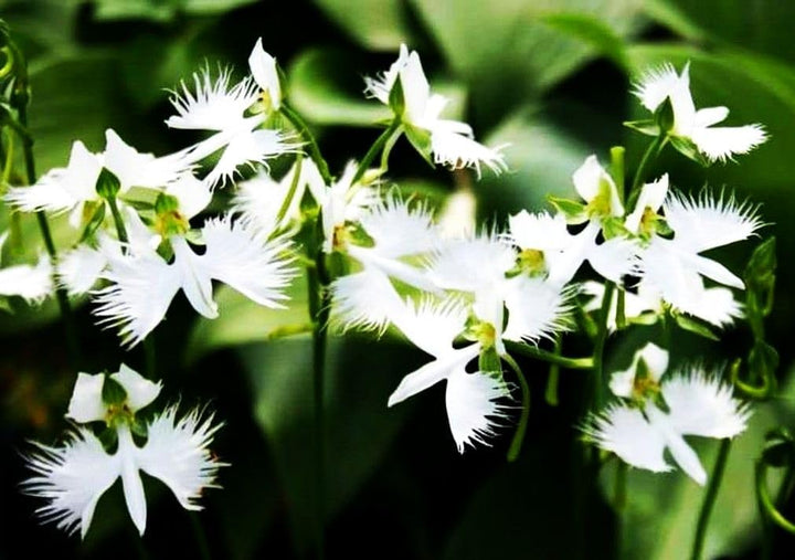 Heirloom Non-GMO Egret Flower Seeds for Planting – Unique Orchid-Like Blooms for Gardens
