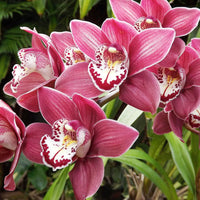 Heirloom Non-GMO Butterfly Orchid Flower Seeds for Garden Planting – Elegant Pink Shade Blooms
