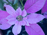 Heirloom Non-GMO Purple Poinsettia Flower Seeds for Planting ƒ?? Rare Festive Blooming Flower Seeds