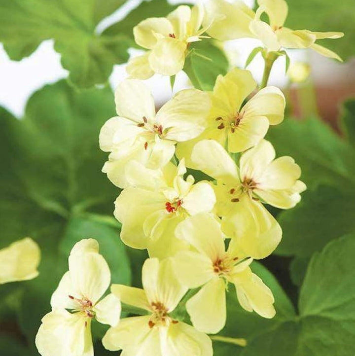 Yellow Geranium Flower Seeds for Garden Planting - Heirloom & Non-GMO Seeds