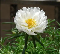 White Portulaca Flower Seeds for Planting - 100 pcs