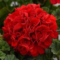 Red Breakaway Geranium Heirloom Non-GMO Seeds for Planting for planting in home garden
