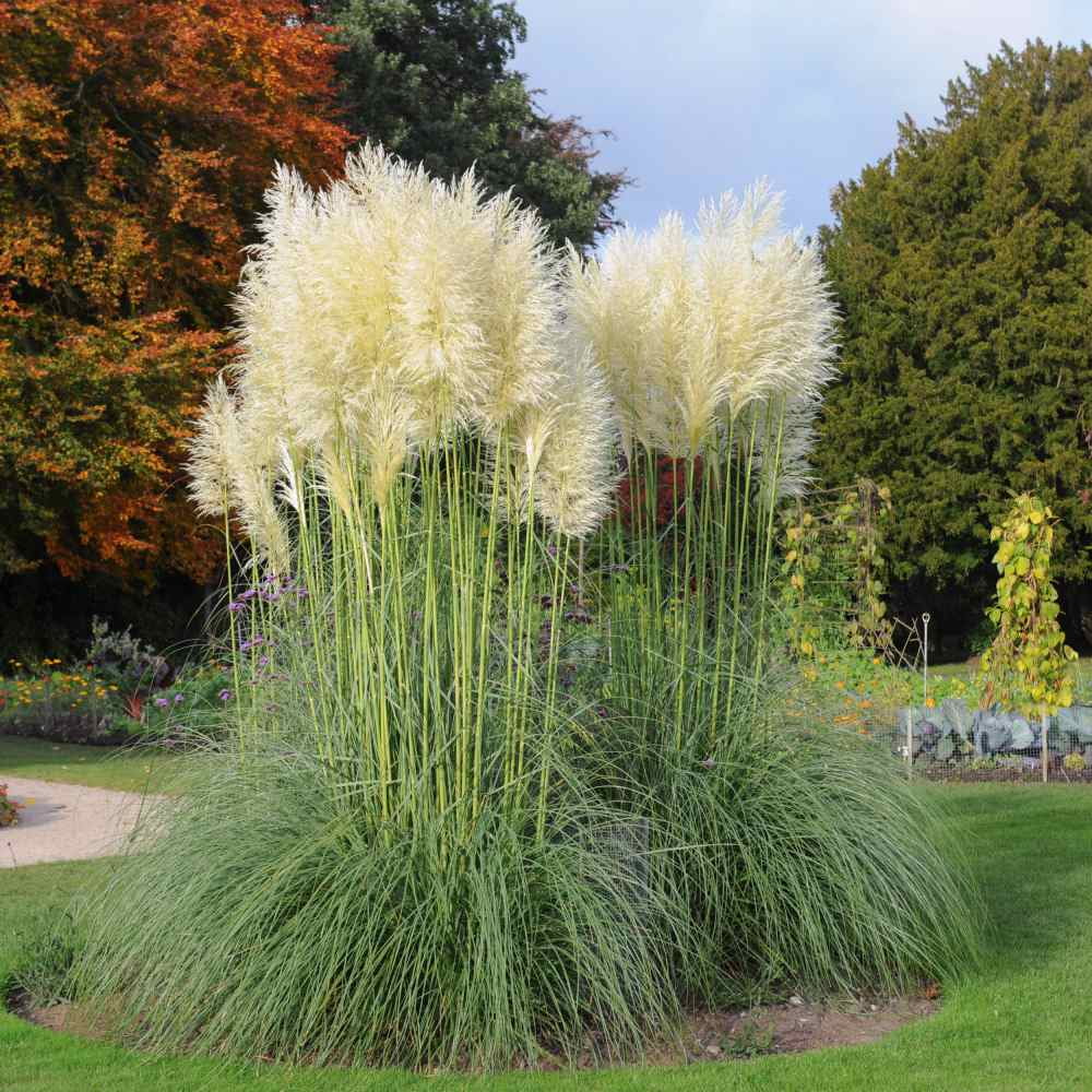 White Pampas Grass Seed
