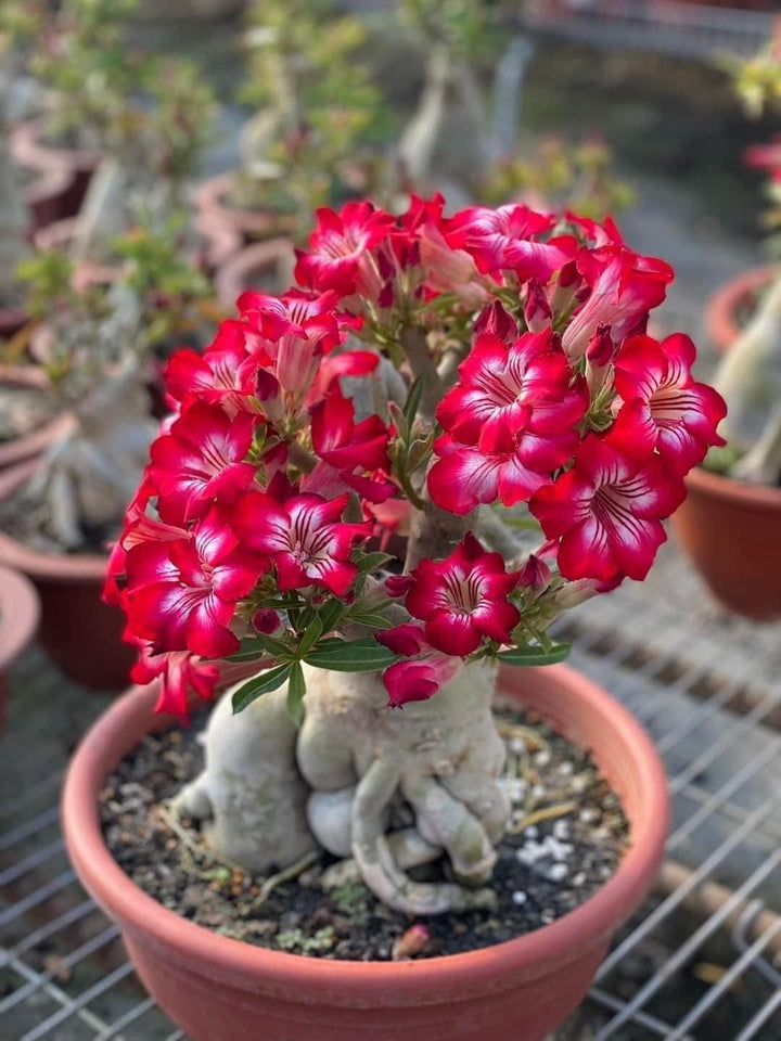 Red Rose Bonsai Flower Seeds for Planting - Heirloom, NON-GMO Seeds - Perfect for Gardens