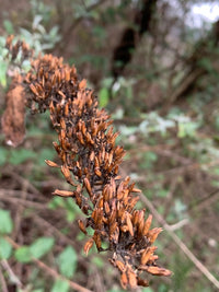 Brown Buddleja Flower Seeds for Planting - NON GMO Seeds