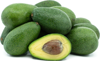 Fuerte Avocado Fruit Seeds for Planting – Heirloom, Non-GMO Seeds for Tropical Gardens & Creamy Green Fruits