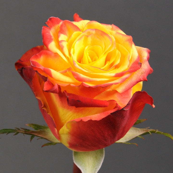 Yellow Red Rose Plant Seeds for Planting Non-GMO Heirloom Garden Seeds for Growing Beautiful Flowers