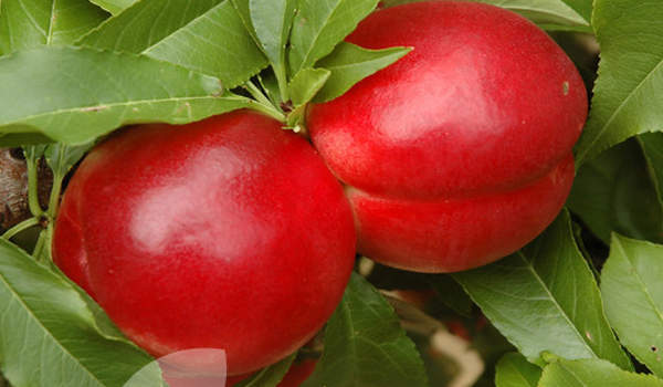 Red nectarine fruit seeds