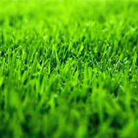 Zoysia Zenith Grass Seed ? Premium Drought-Resistant Lawn Seed for a Lush, Low-Maintenance Yard