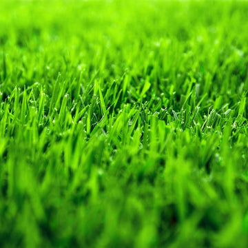 Zoysia Zenith Grass Seed ? Premium Drought-Resistant Lawn Seed for a Lush, Low-Maintenance Yard
