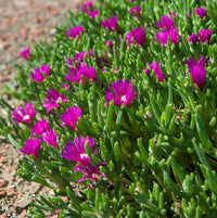 Heirloom (Heirloom scientific name) for planting in garden