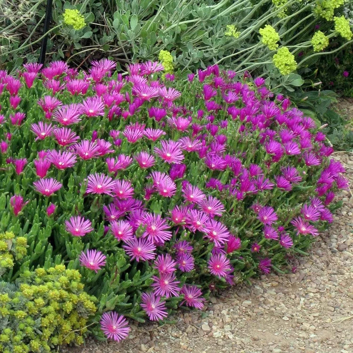 Organic Heirloom Non-GMO Lavender Delosperma Seeds for Planting – Succulent Blooms