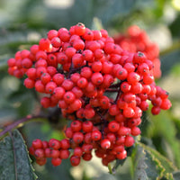 Red Elderberry Fruit Seeds