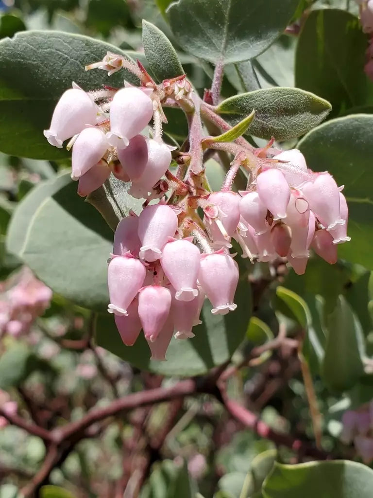 Whiteleaf Manzanita Plant Seeds for Garden Planting - NON GMO Seeds