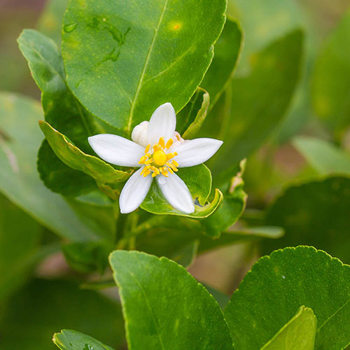Heirloom Non-GMO Kong Lime Flower Seeds for Planting – Bold Foliage and Blooms for Decorative Gardens