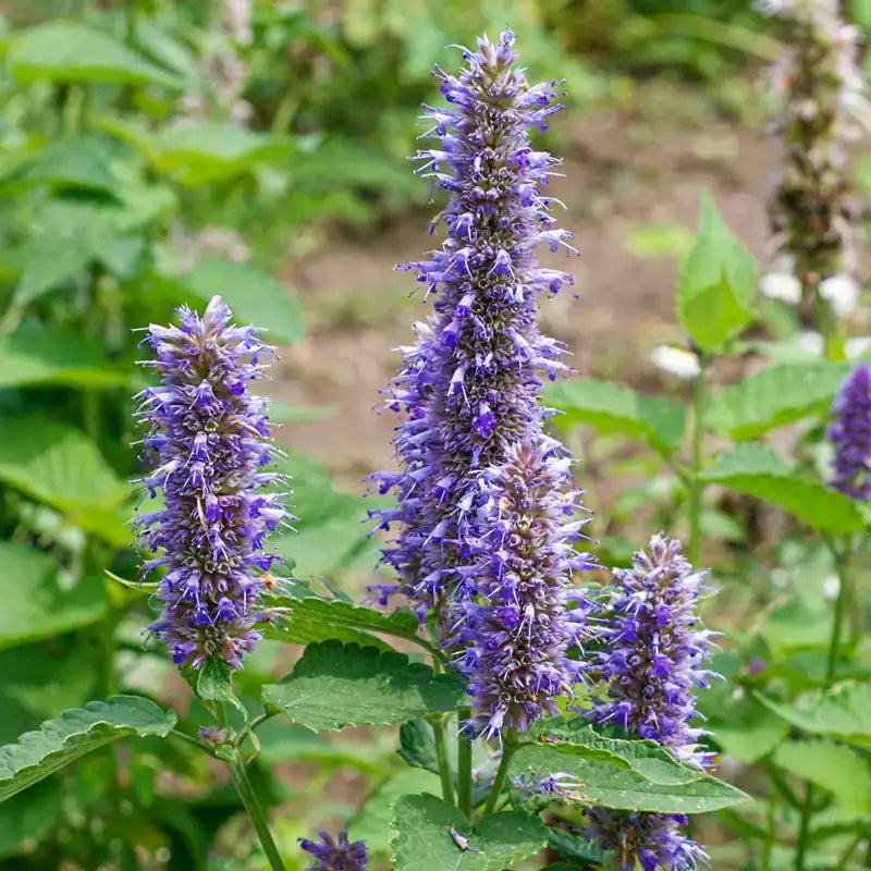 Violet Giant Hyssop Plant Seeds for Planting, NON GMO Seeds