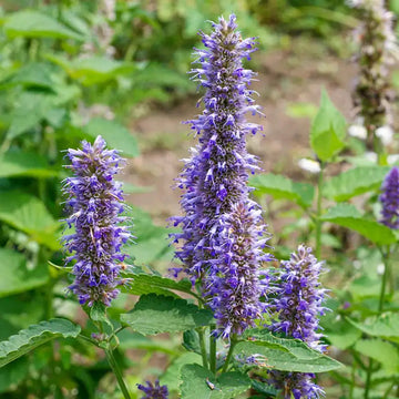 Violet Giant Hyssop Plant Seeds for Planting, NON GMO Seeds for planting in home garden