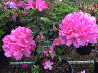 Azalea Pink Flower Seeds – Heirloom Non-GMO Flower Seeds for Planting