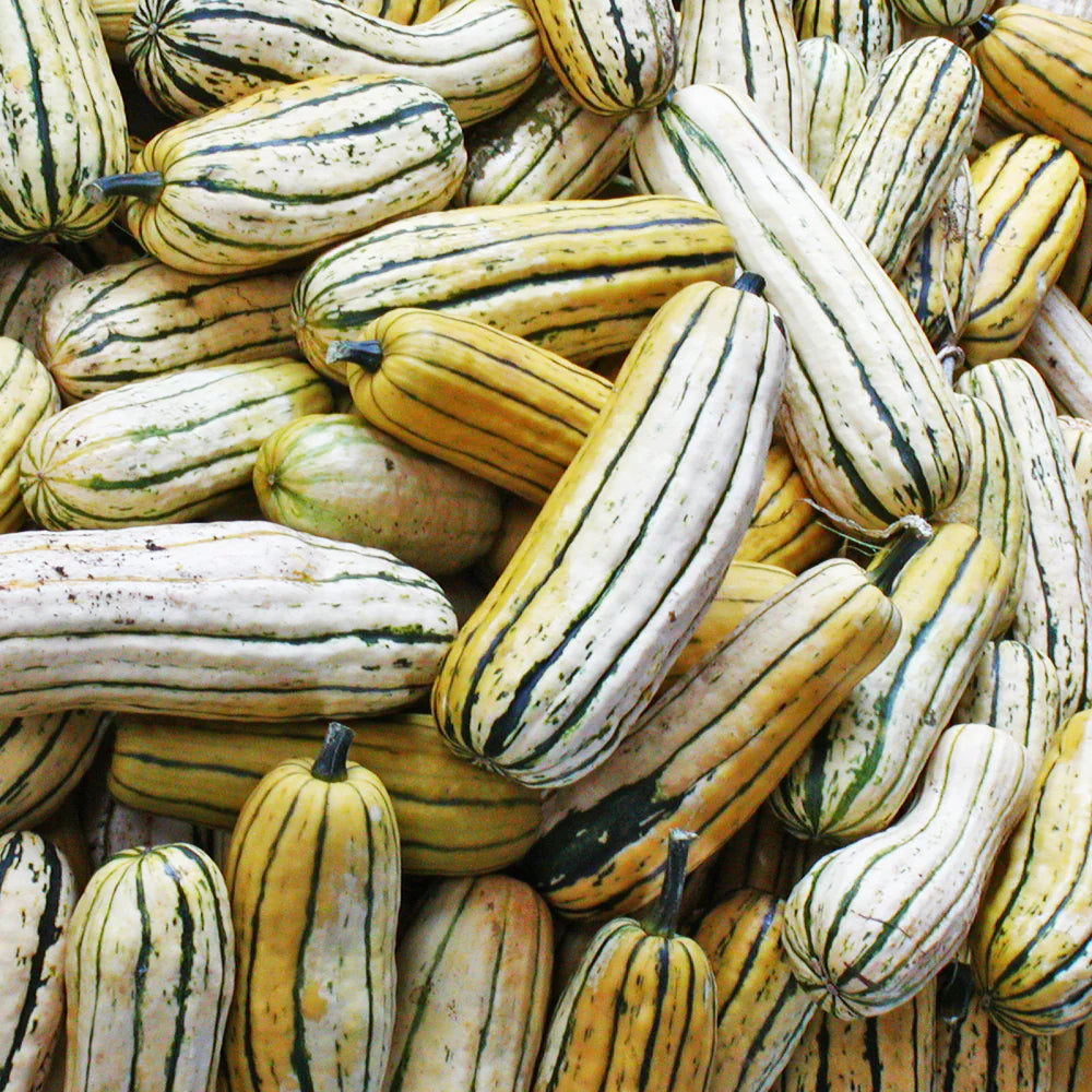 Organic Delicata Squash Seeds for Planting - heirloom & Non-GMO Garden Seeds