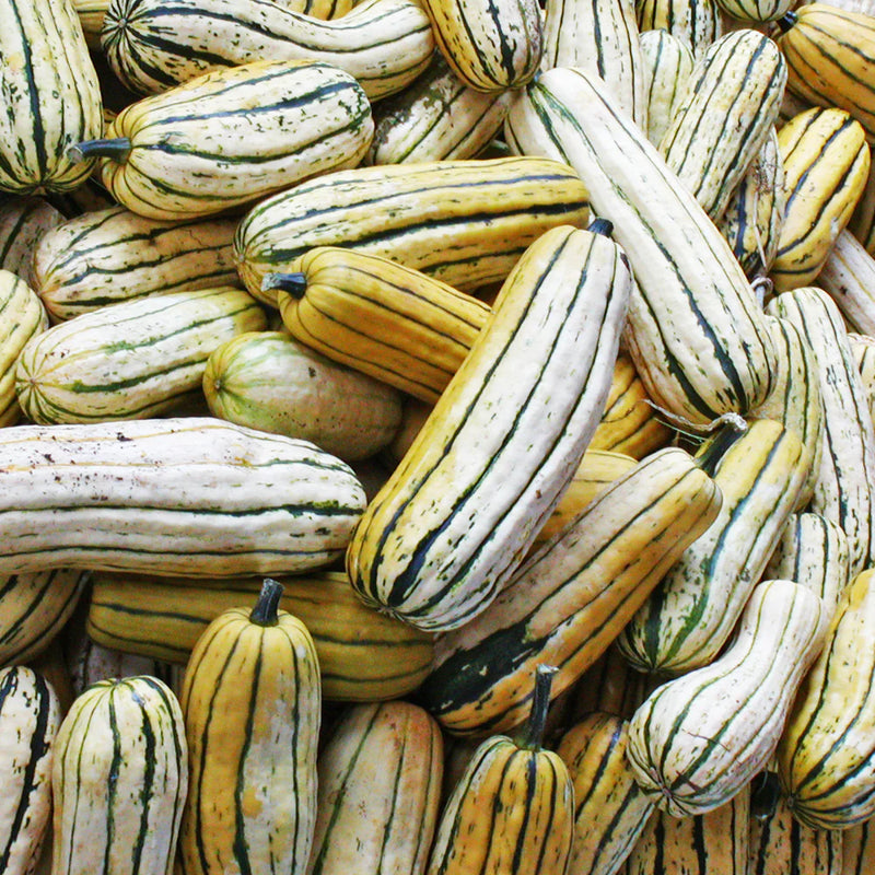 Organic Delicata Squash Seeds for Planting - heirloom & Non-GMO Garden Seeds