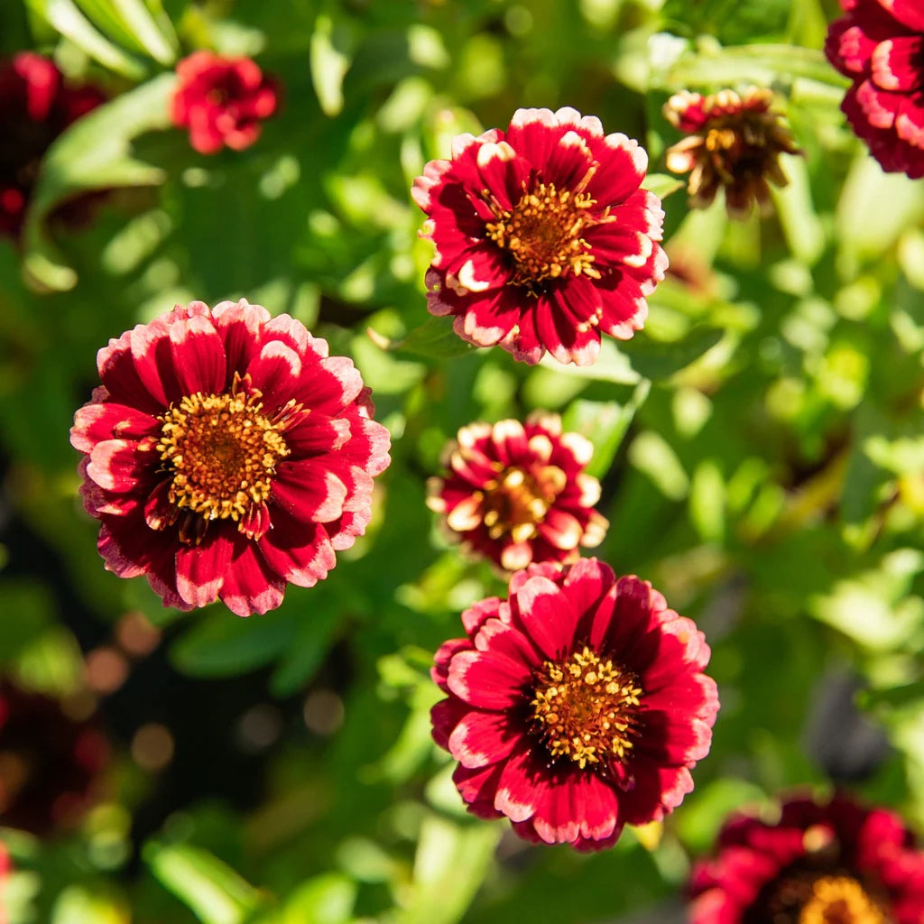 Burgundy Zinnia Flower Seeds for Planting ƒ?? Vibrant, Non-GMO, Heirloom Garden Seed