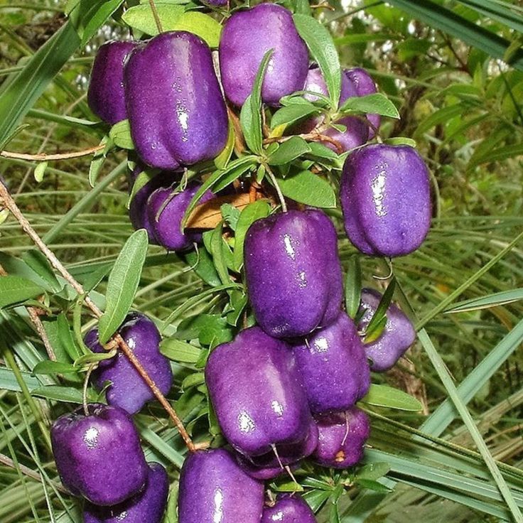 Purple Apple Berry seeds for planting in compact garden