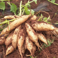 Yacon Vegetable Seeds for Planting heirloom & Non-GMO Seeds
