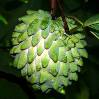 Atemoya Fruit Seeds