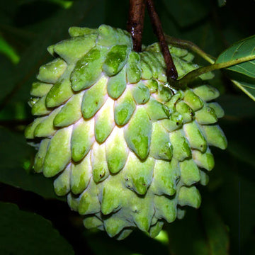 Atemoya Fruit Seeds