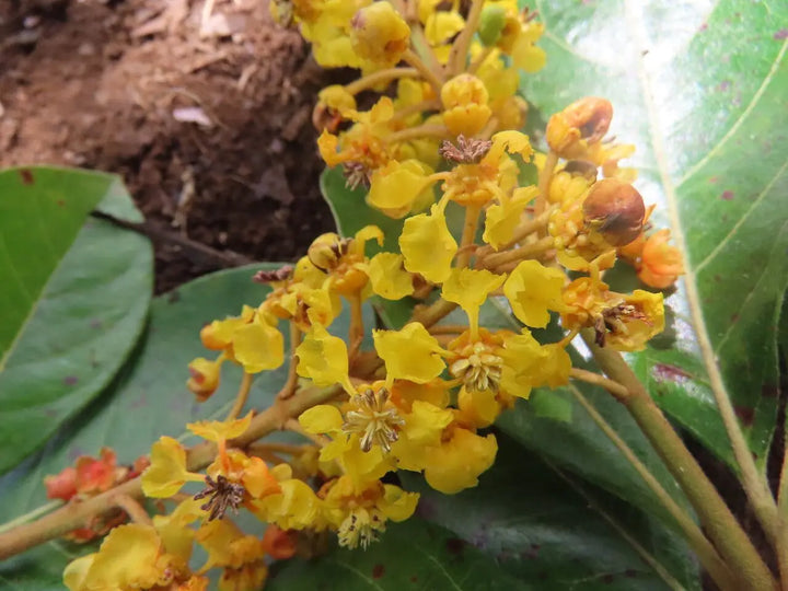 Byrsonima Crassifolia Flower Seeds – Heirloom Non-GMO Seeds for Garden Planting