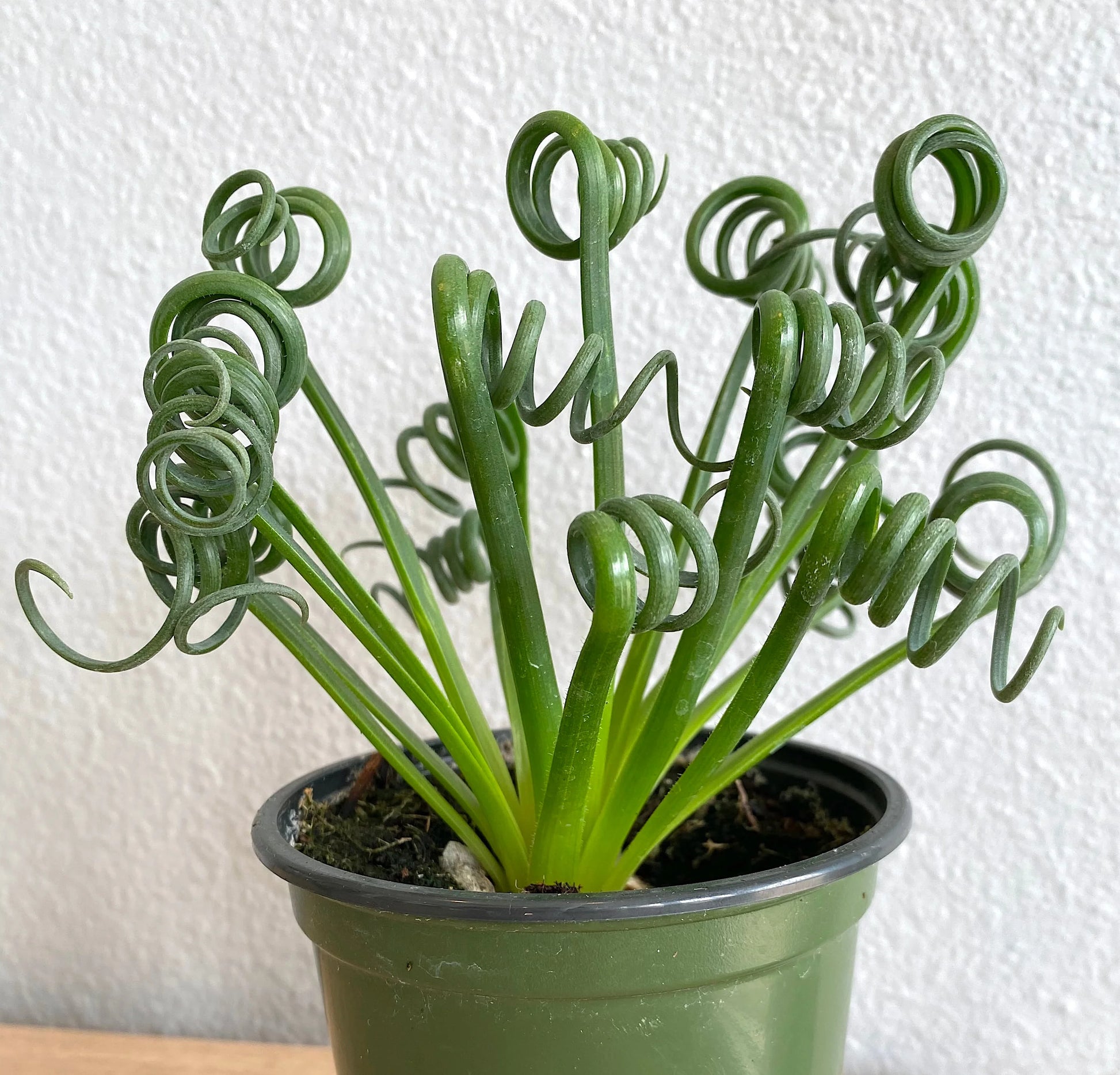 Spiralis Plant Seeds Heirloom Non GMO Planting - 100 pcs