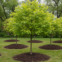 Heirloom White Oak Seeds for Planting – Non-GMO Shade Tree Variety