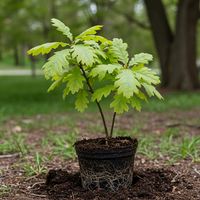 White Oak Tree Seeds for Planting – Heirloom, Non-GMO Seeds for Shade Trees
