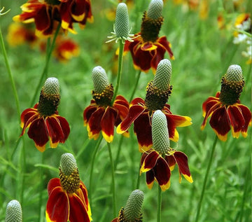 Heirloom Prairie Flower Seeds, Non-GMO Wildflower Mix for Naturalized Garden Planting for planting in home garden