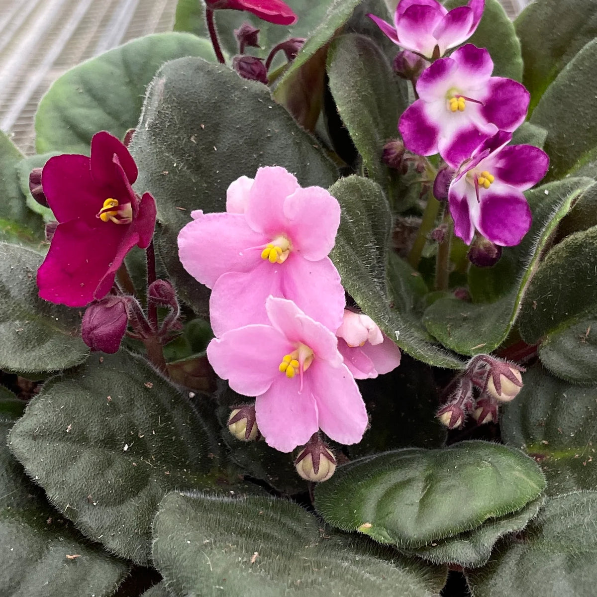 African Violet Flower Seeds Heirloom Non GMO Planting - 100 pcs