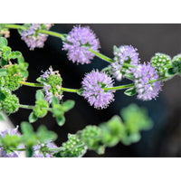 Violet Hedeoma pulegioides Flower Seeds for Planting - Heirloom & Non-GMO Seeds