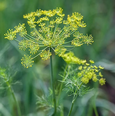 Bouquet Dill Herb Seeds for Planting ? Heirloom & Non-GMO Seeds for Cu