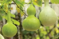 White Bottle Gourd Seeds for Planting – Non-GMO, Heirloom Quality