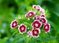Dianthus Red White Flower Seeds – Heirloom, Non-GMO Seeds for Planting Colorful Garden Blooms
