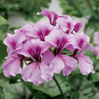 Purple Tornado Geranium Heirloom Non-GMO Flower Seeds for Planting