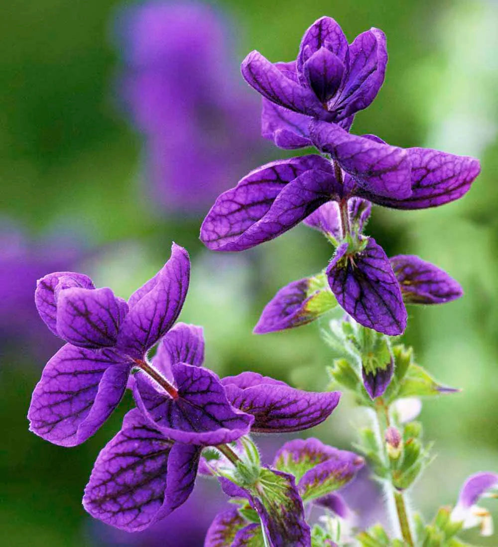 Sage Flower Seeds Heirloom Non GMO Planting - 100 pcs