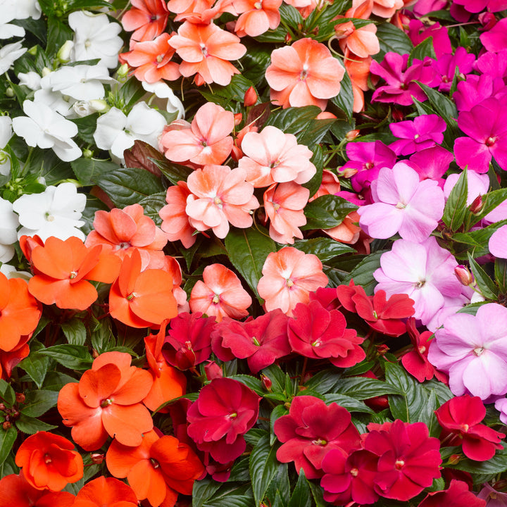 Heirloom Non-GMO Guinea Flower Seeds for Planting – Bright Tropical Ornamental Garden Blooms